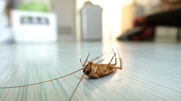 Dedetizadora Zona Leste 2 Dedetizadora de Barata Na Zona leste